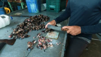 Fazenda de Mariscos na Ilha da Cocanha: Uma Experiência Única em Caraguatatuba
