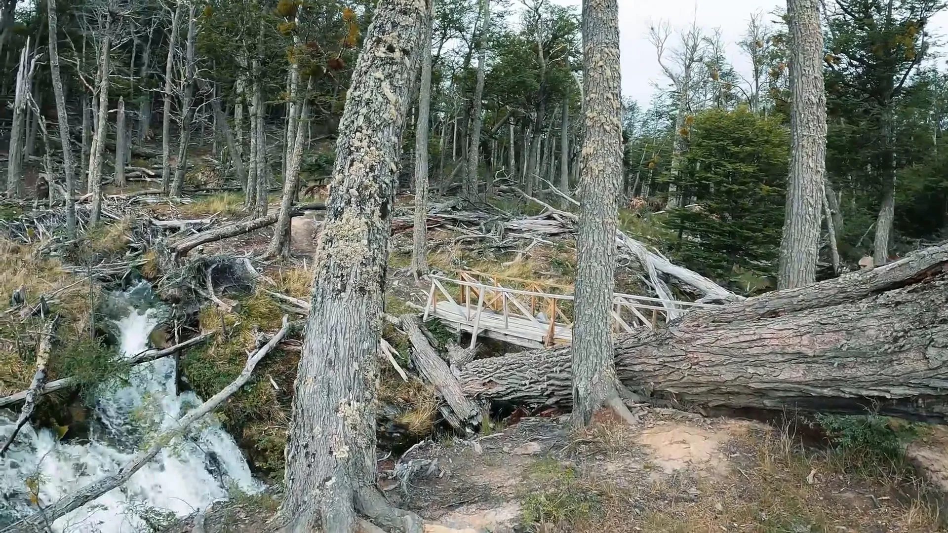 Aventura 4x4 Ushuaia: Explore o Fim do Mundo com Brasileiros! 5 Castores construindo represas na floresta patagônica 4x4 Ushuaia