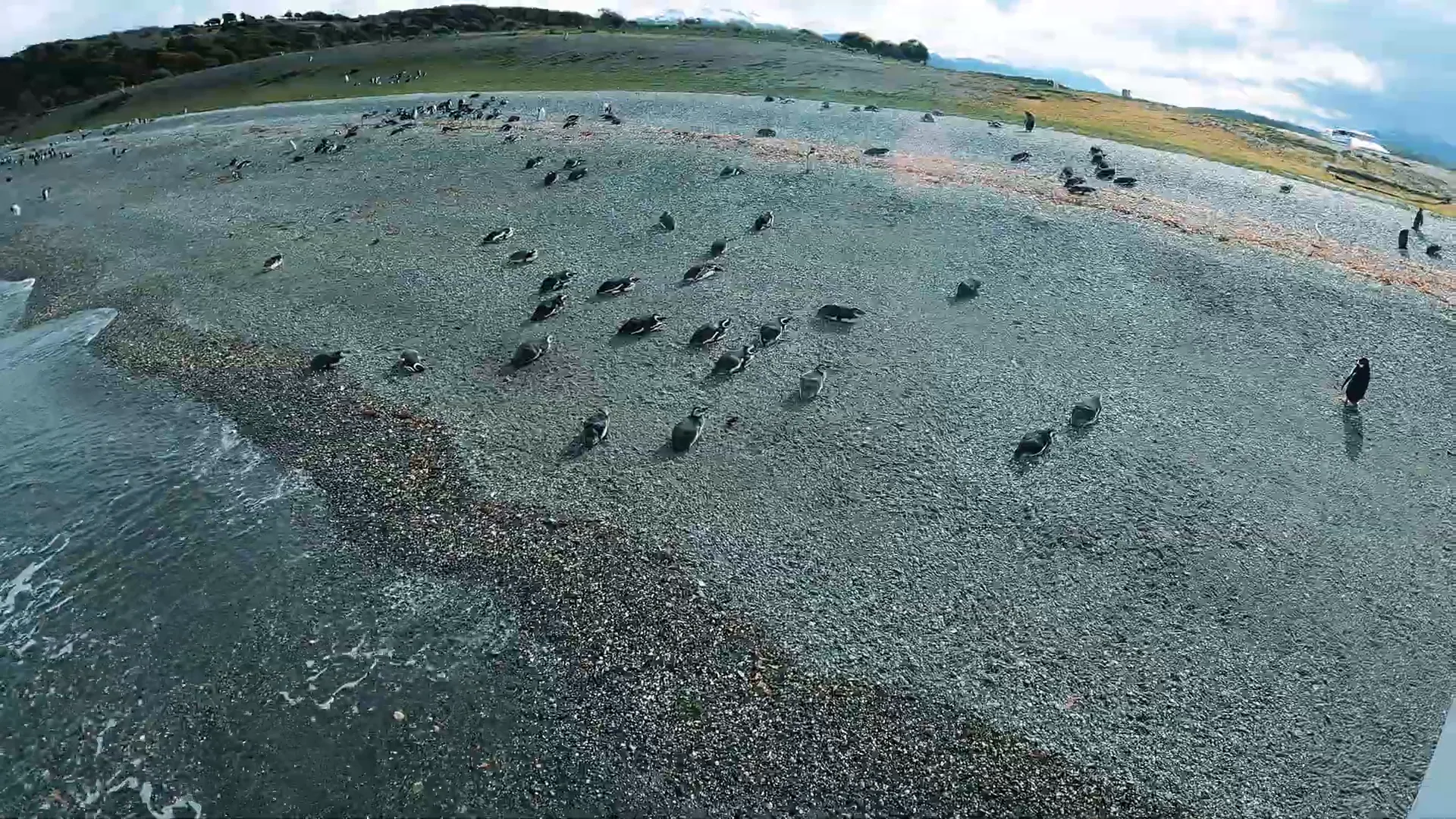Você Não Vai Acreditar no que Vimos na Pinguineira de Ushuaia! 6 Pinguins de perto na Isla Martillo, Pinguineira Ushuaia Pinguineira Ushuaia