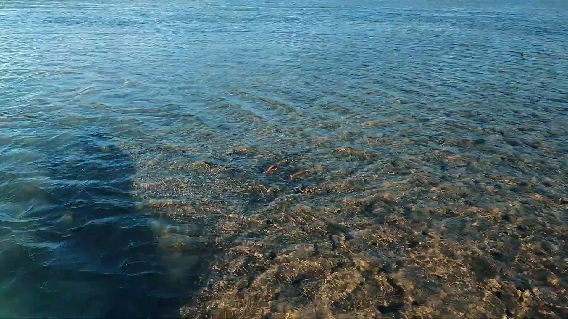 Descubra as Piscinas Naturais de Porto de Galinhas – Paraíso em Pernambuco! 6 Corais preservados nas piscinas naturais de Porto de Galinhas