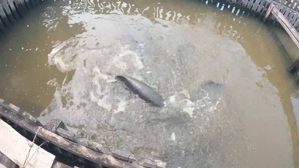 Pesca do pirarucu com varas tradicionais, sem anzóis lugares para passear em Manaus