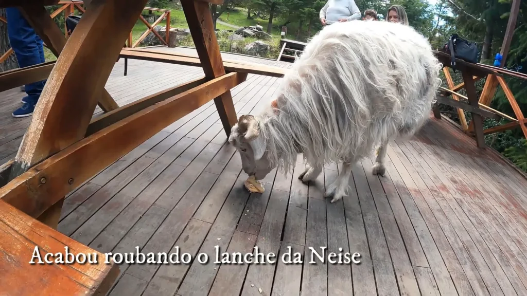 Você Precisa Conhecer o Glaciar Perito Moreno: Um Espetáculo Natural da Patagônia Argentina 6 Animal local roubando lanche na Estância Tierras Patagónicas