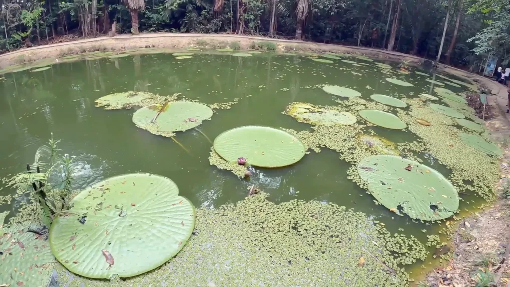 Área do Museu da Amazônia com trilhas na floresta o que fazer em Manaus