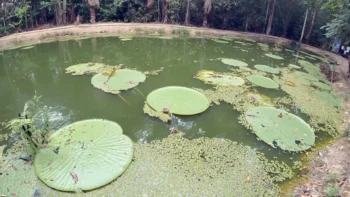 O Que Fazer em Manaus: Guia Completo para Aproveitar a Amazônia em 3 Dias