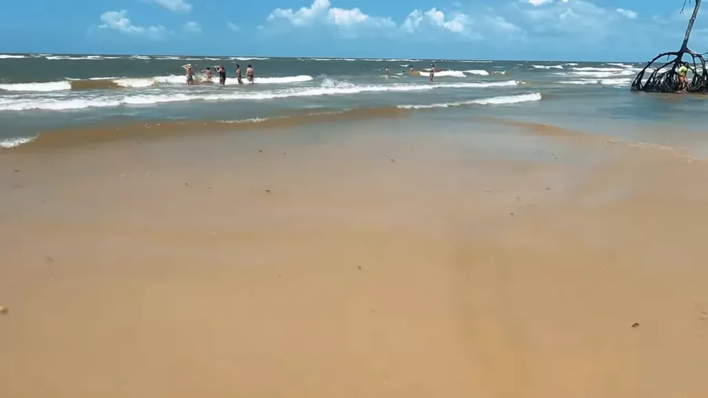 Raízes e mangue expostos com maré baixa na Ilha do Marajó