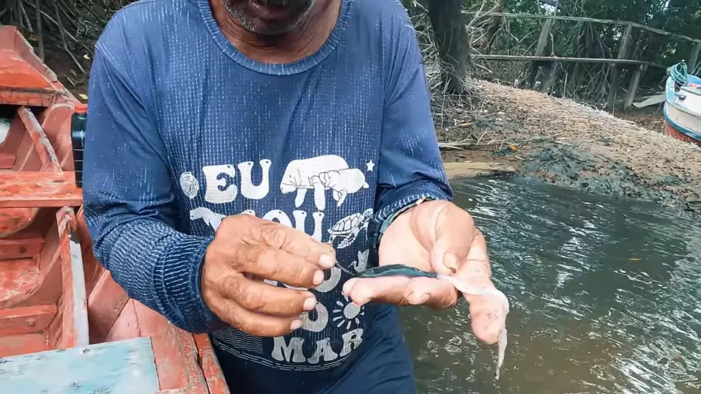 Madeira onde o turu está alojado, explicação local sobre o molusco