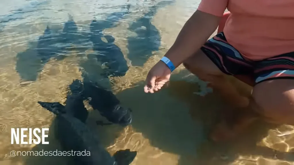 Mão estendida oferecendo ração; vários tambaquis se aproximam na água rasa e clara